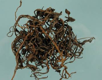 中药知识必学杜仲,中药知识必学苍耳子