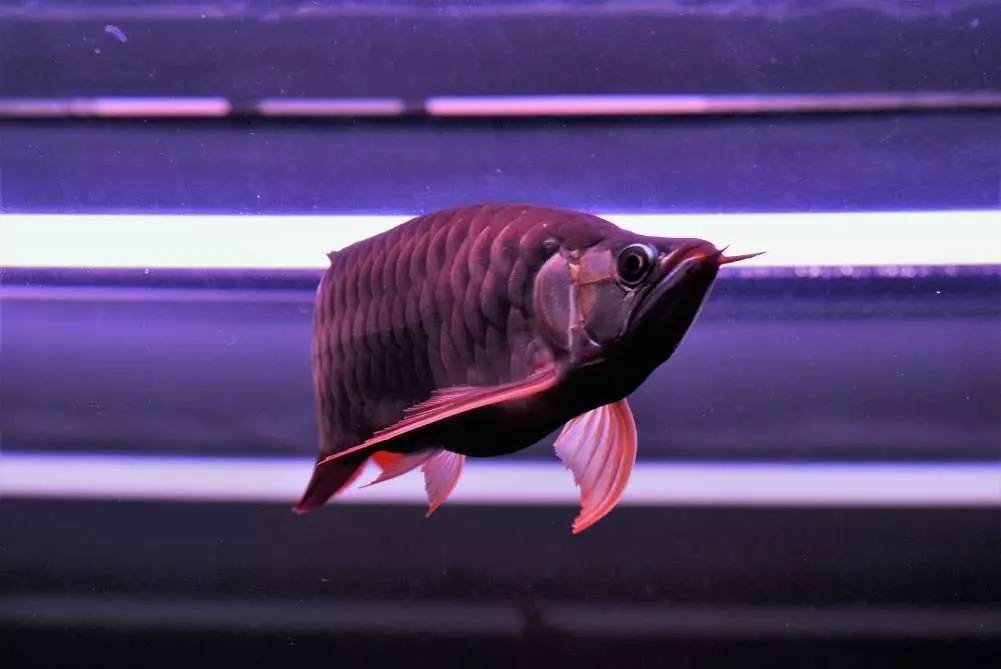 用心养鱼养好鱼,用心养好每一锅汤