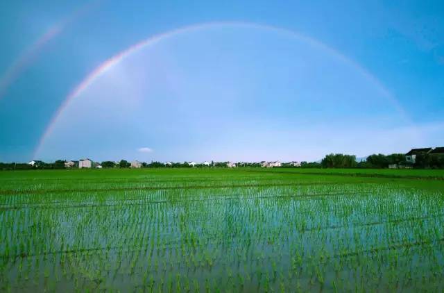 若你看过了望亭的前世今生，你会爱上这个“稻香小镇”！