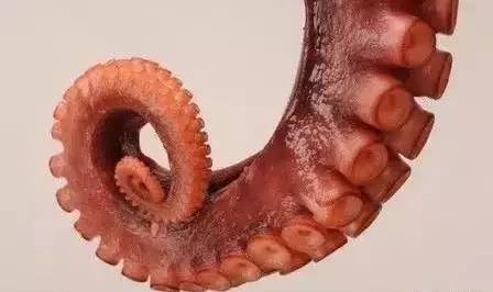 触手怪有段位,触手怪弱点