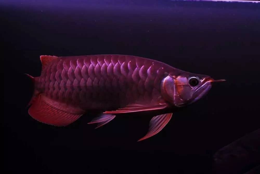 用心养鱼养好鱼,用心养好每一锅汤