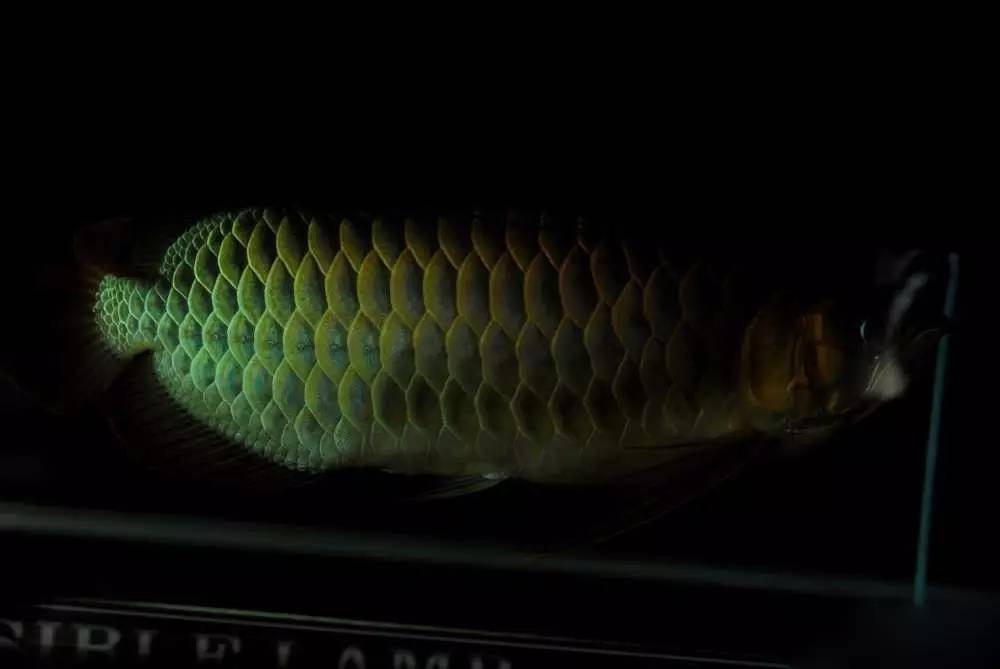 用心养鱼养好鱼,用心养好每一锅汤