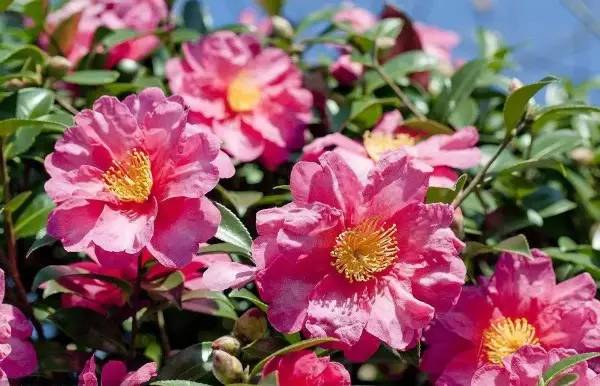 秋季可以扦插的花有哪些,秋季扦插的植物什么时候移盆