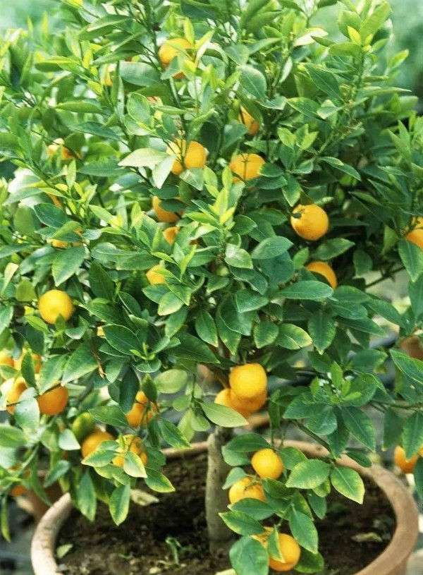 秋季可以扦插的花有哪些,秋季扦插的植物什么时候移盆