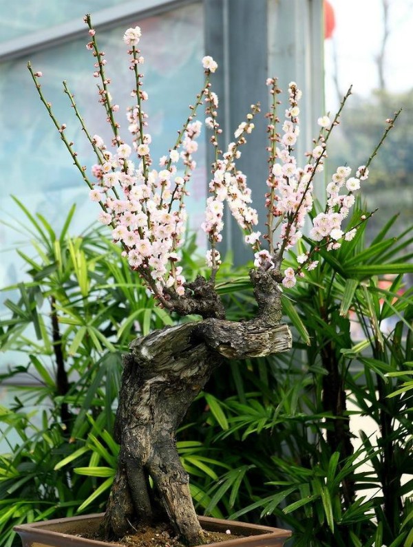 秋季可以扦插的花有哪些,秋季扦插的植物什么时候移盆