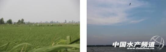 小龙虾属于什么养殖方法,小龙虾怎么养殖个头大