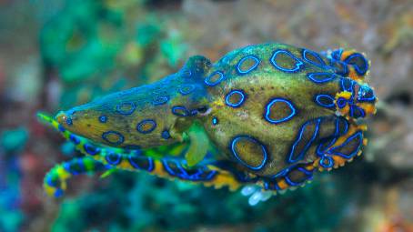 触手怪有段位,触手怪弱点