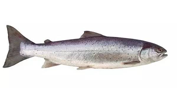 你还在给宝宝吃这种鱼吗,宝宝鳕鱼选择