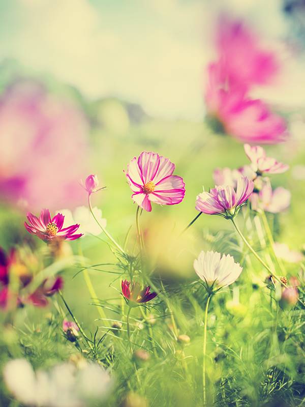 鏃ユ湰棣欐按鎬т环姣旈珮鎺ㄨ崘,鏃ユ湰棣欐按骞充环