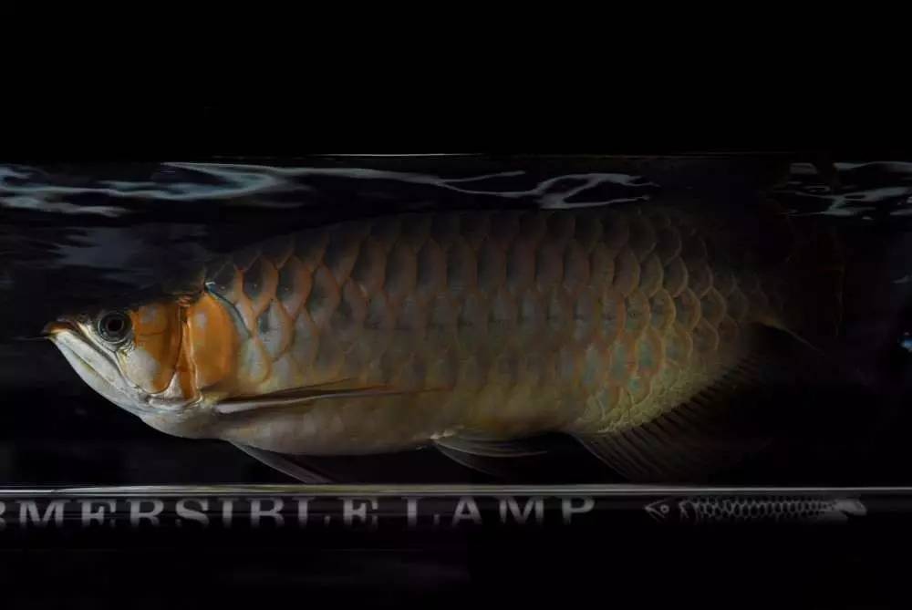 用心养鱼养好鱼,用心养好每一锅汤