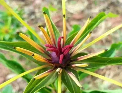 七叶一枝花抗癌奇迹,七叶一枝花的生长寿命