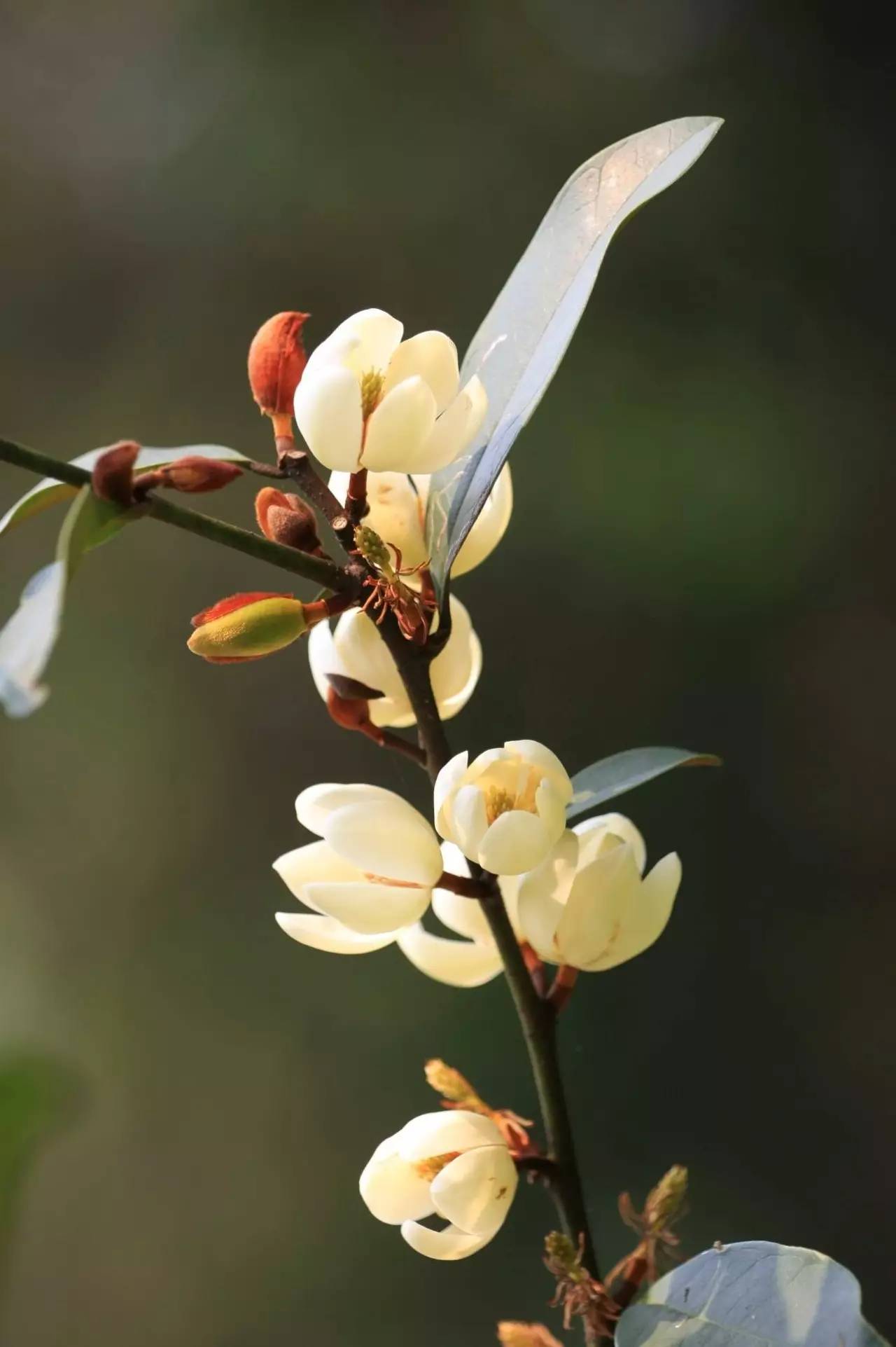 秋季可以扦插的花有哪些,秋季扦插的植物什么时候移盆
