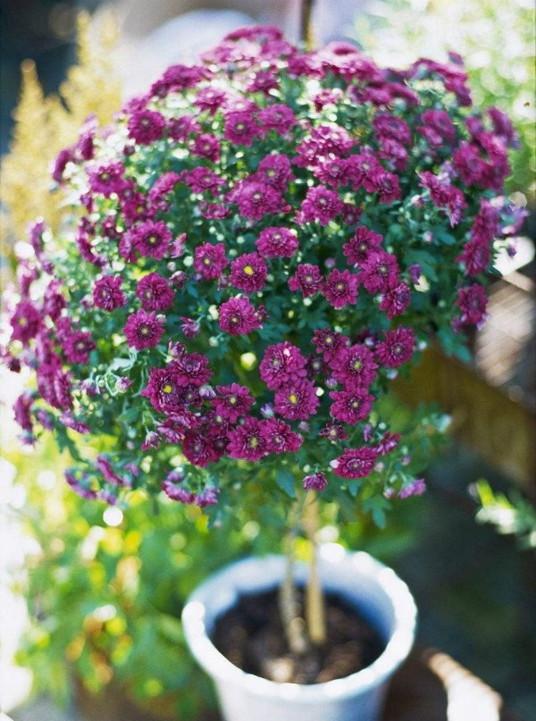 秋季可以扦插的花有哪些,秋季扦插的植物什么时候移盆