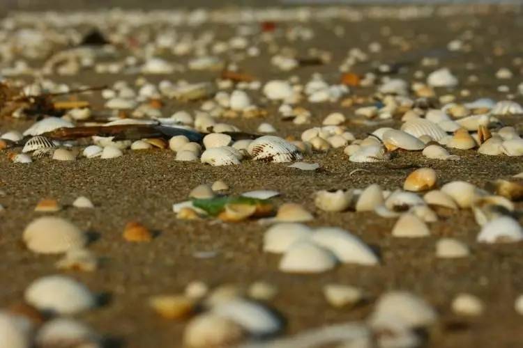 中元节前100小时的ICO：平台暂停、转型、关闭