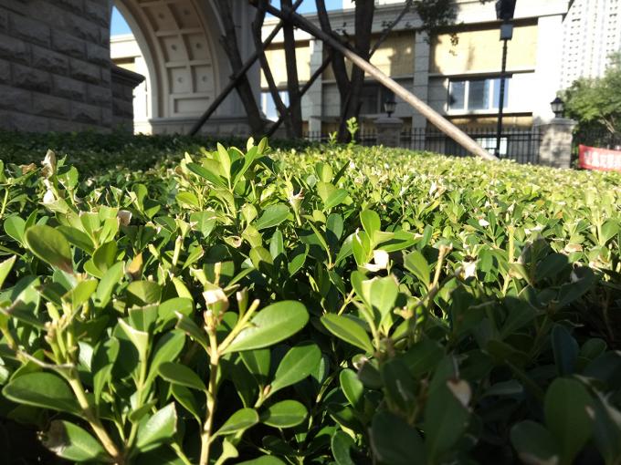 荣耀v9play王者荣耀体验测评,荣耀v9play游戏测试