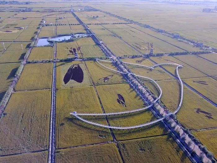 沈阳有稻梦空间吗,沈阳稻梦空间的水稻