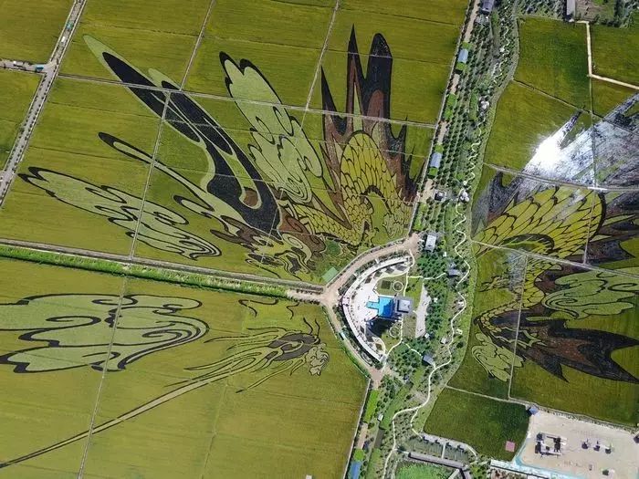 沈阳有稻梦空间吗,沈阳稻梦空间的水稻