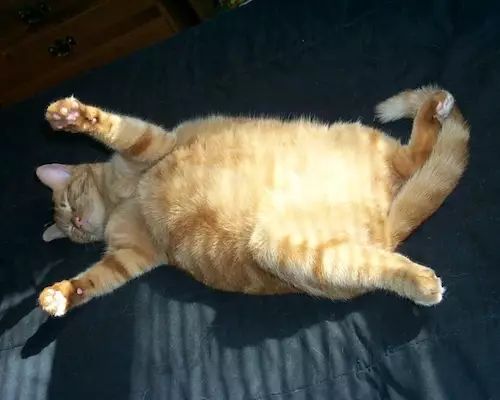 李沐：从头开始介绍机器学习，眼花缭乱的机器学习应用