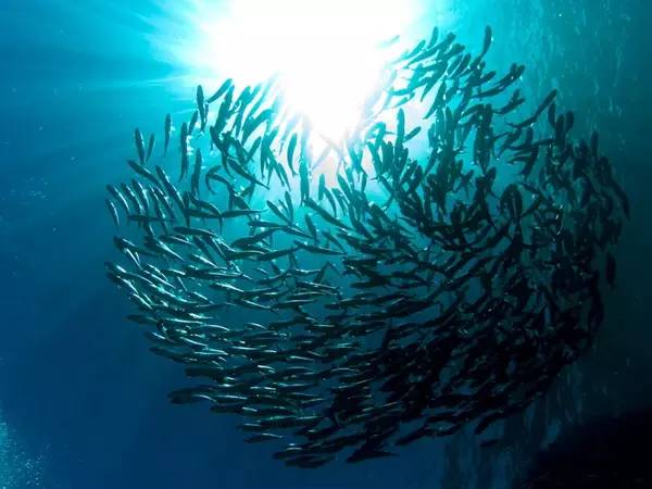 船宿潜水选哪里,从小白到潜水教练需要花多少钱