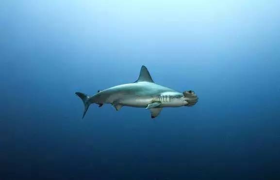 船宿潜水选哪里,从小白到潜水教练需要花多少钱