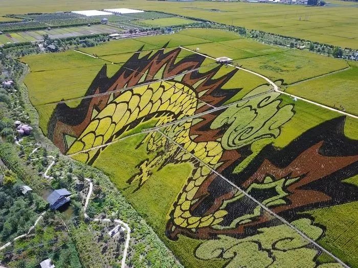 沈阳有稻梦空间吗,沈阳稻梦空间的水稻