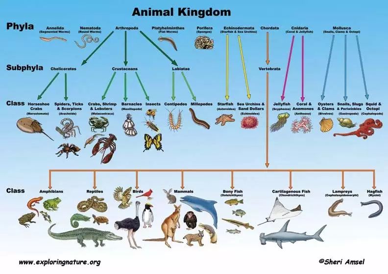 李沐：从头开始介绍机器学习，眼花缭乱的机器学习应用