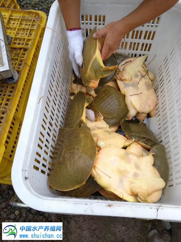 甲鱼现在什么品种,甲鱼目前有几个品种