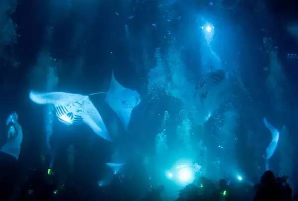 船宿潜水选哪里,从小白到潜水教练需要花多少钱