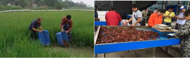 小龙虾最新现状,小龙虾的发展情况