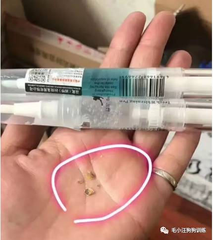 小泰迪第一次外出,小泰迪到新家