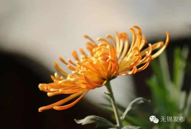 无锡秋季旅游景点攻略,无锡秋季景点推荐旅游攻略