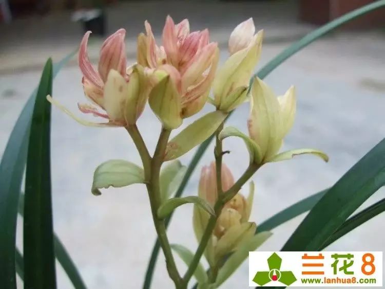 建兰富山奇蝶两片叶子能开花吗,建兰梨山狮王与富山奇蝶哪个好