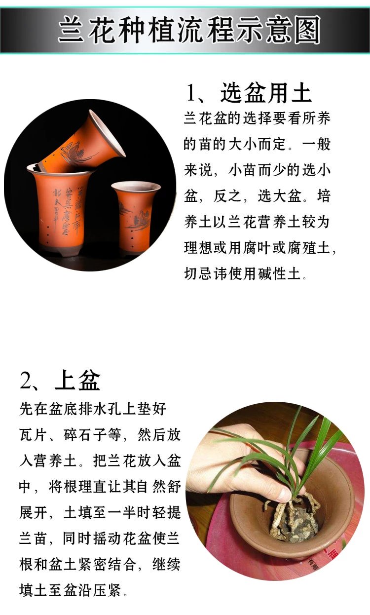 建兰富山奇蝶两片叶子能开花吗,建兰梨山狮王与富山奇蝶哪个好