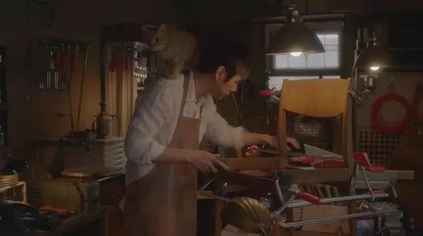 治愈系猫日常,治愈吸猫