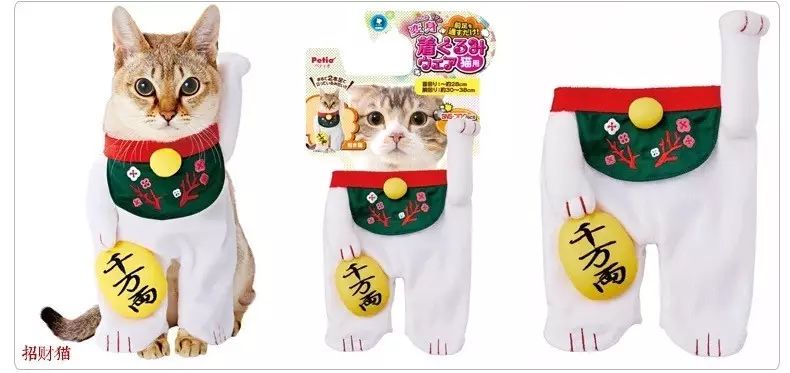 治愈系猫日常,治愈吸猫