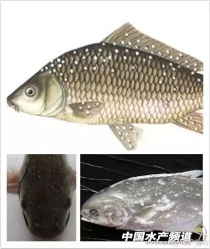 传染快，流行广，危害大！不用慌，一文教你对付白点病