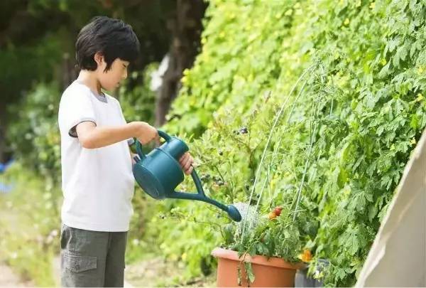 秋季可以扦插的花有哪些,秋季扦插的植物什么时候移盆
