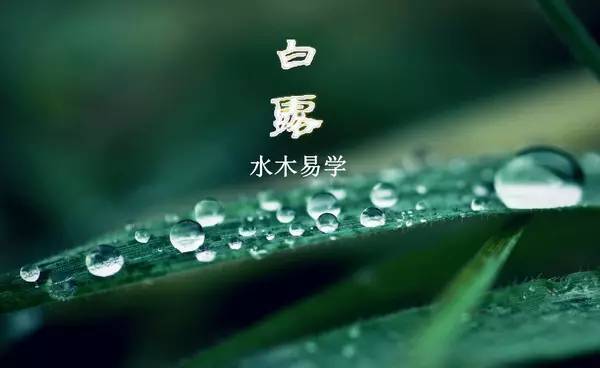 二十四节气白露转秋凉,白露节气落叶知秋凉