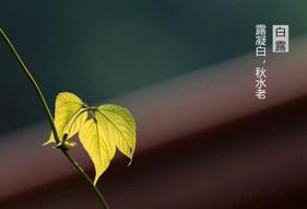 二十四节气白露转秋凉,白露节气落叶知秋凉