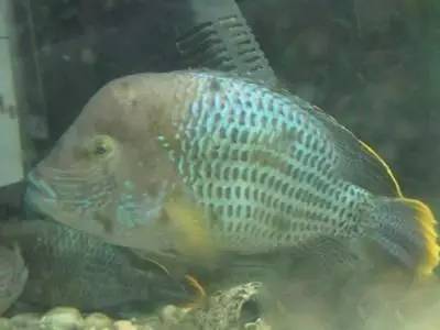 这几种鱼不建议食用,这六种鱼不能人工养殖