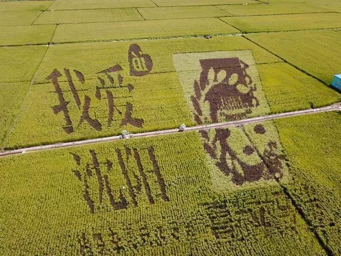 沈阳有稻梦空间吗,沈阳稻梦空间的水稻