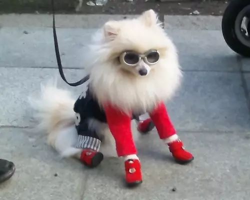 李沐：从头开始介绍机器学习，眼花缭乱的机器学习应用