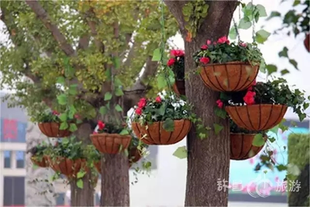 2019鄢陵花博会视频,抢先进博会