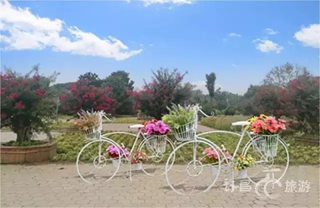 2019鄢陵花博会视频,抢先进博会