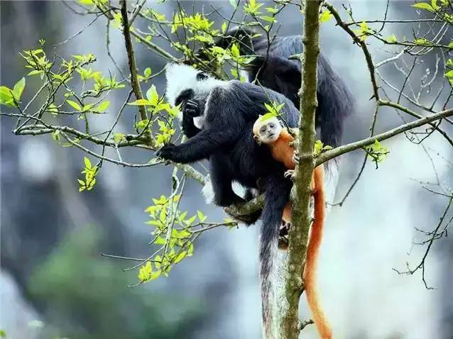 广西最美山水小城,广西山水美如人间仙境在哪里