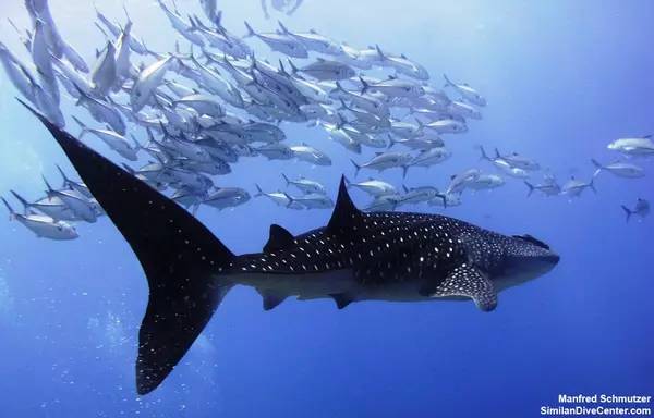 船宿潜水选哪里,从小白到潜水教练需要花多少钱