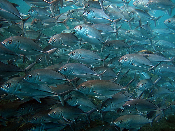 船宿潜水选哪里,从小白到潜水教练需要花多少钱