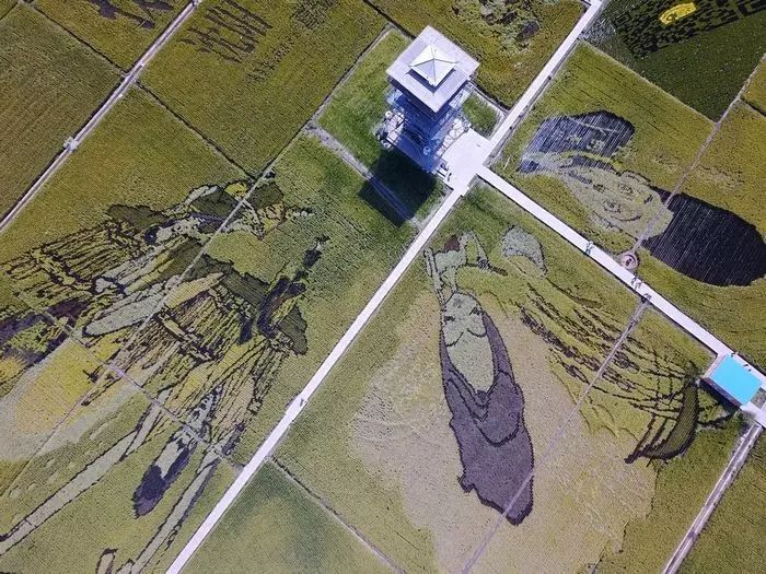 沈阳有稻梦空间吗,沈阳稻梦空间的水稻