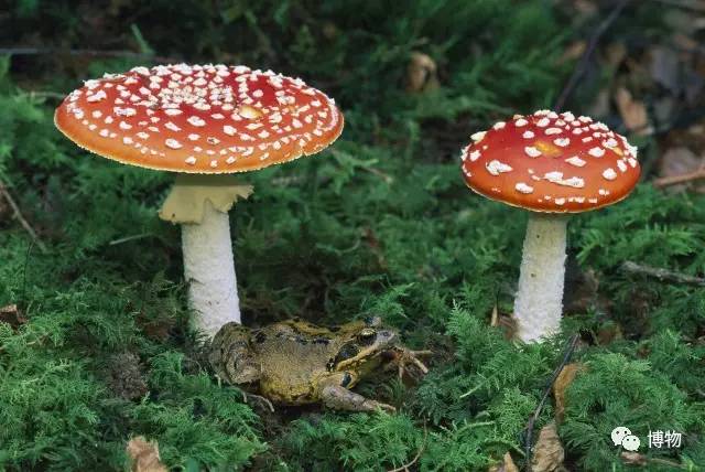 为啥马里奥要吃蘑菇才能长大？