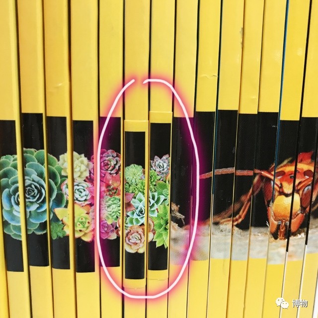 为啥马里奥要吃蘑菇才能长大？